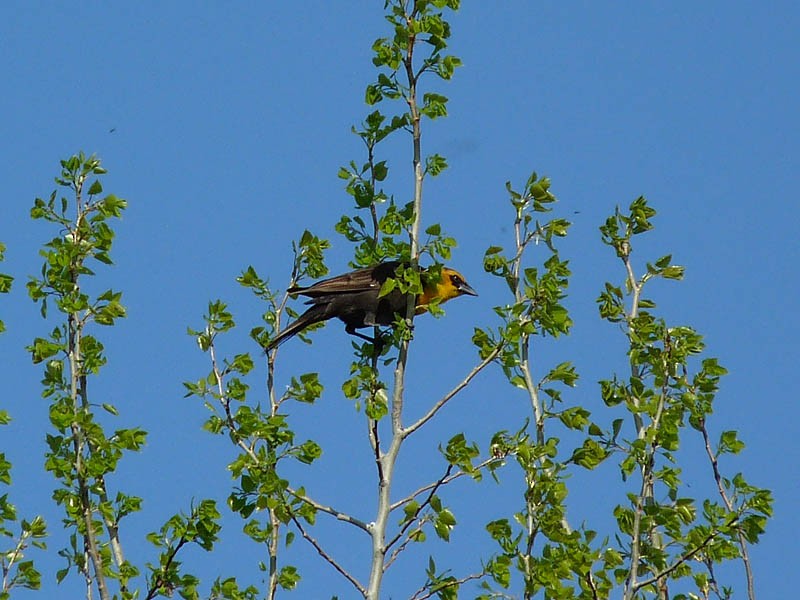 Yellow-headed Blackbird - Robert Hughes