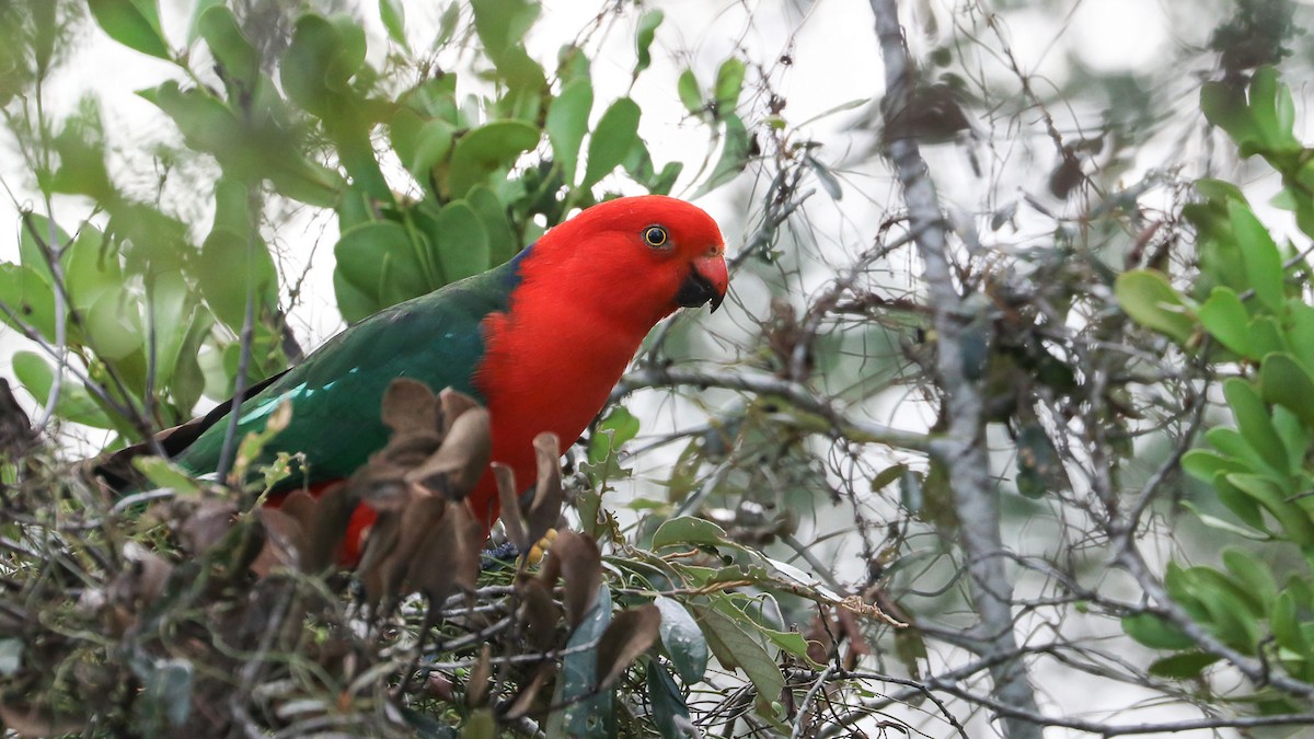 Australian King-Parrot - Ged Tranter