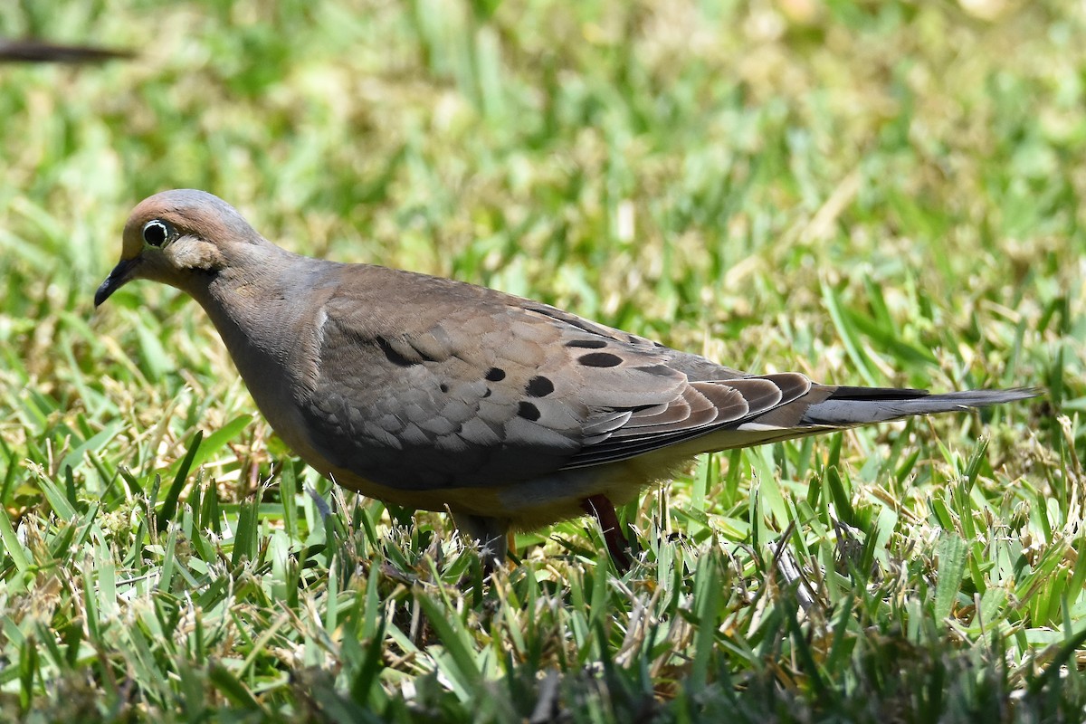 Mourning Dove - Andrew Dobson
