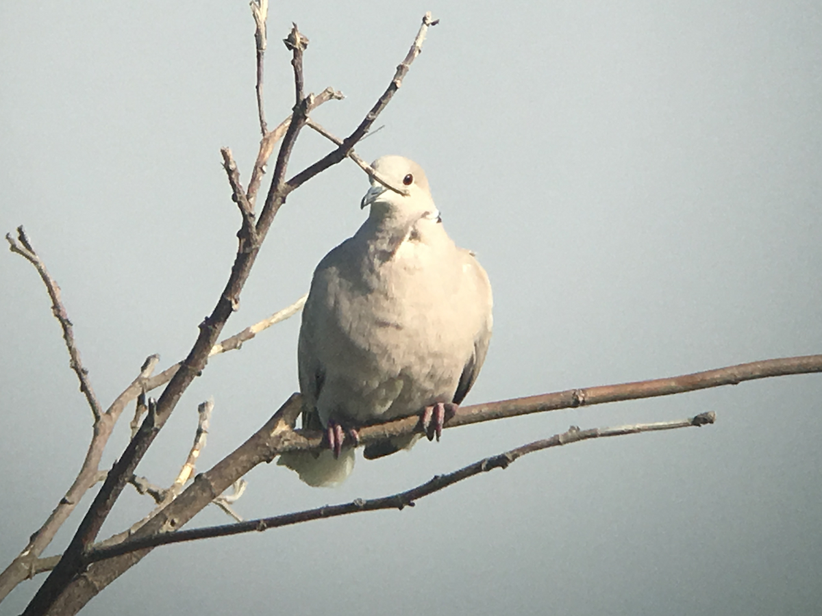 Eurasian Collared-Dove - ML98472411