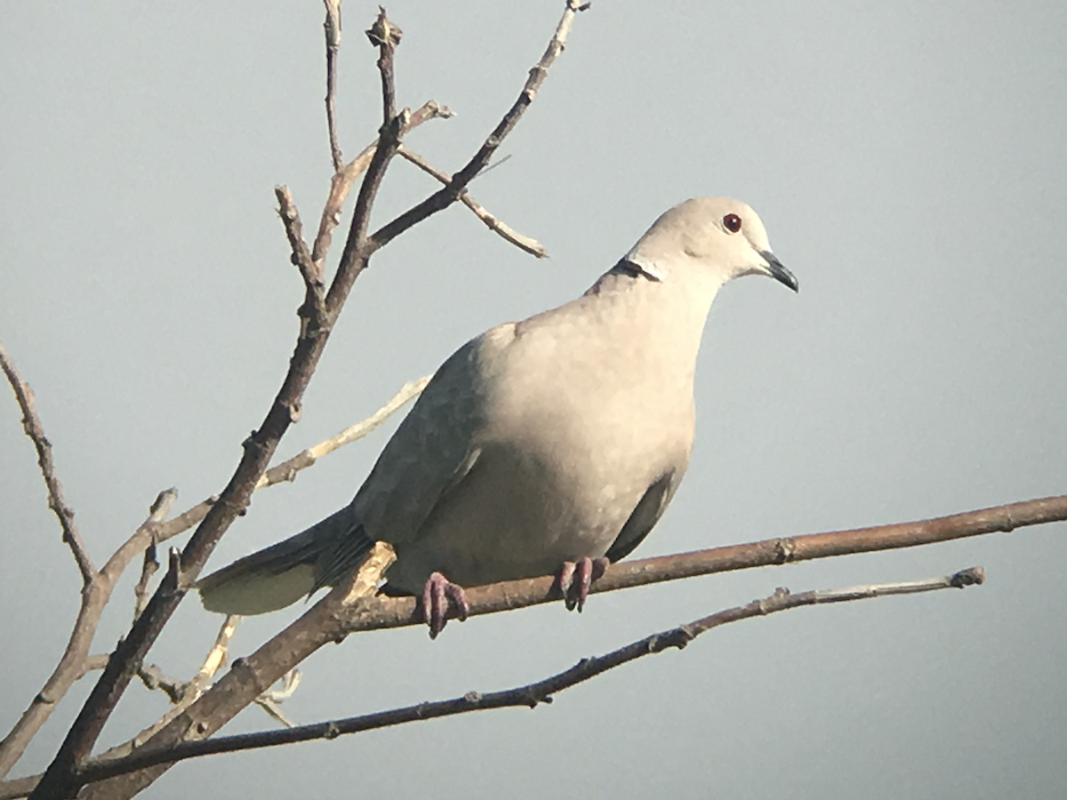 Eurasian Collared-Dove - ML98472421