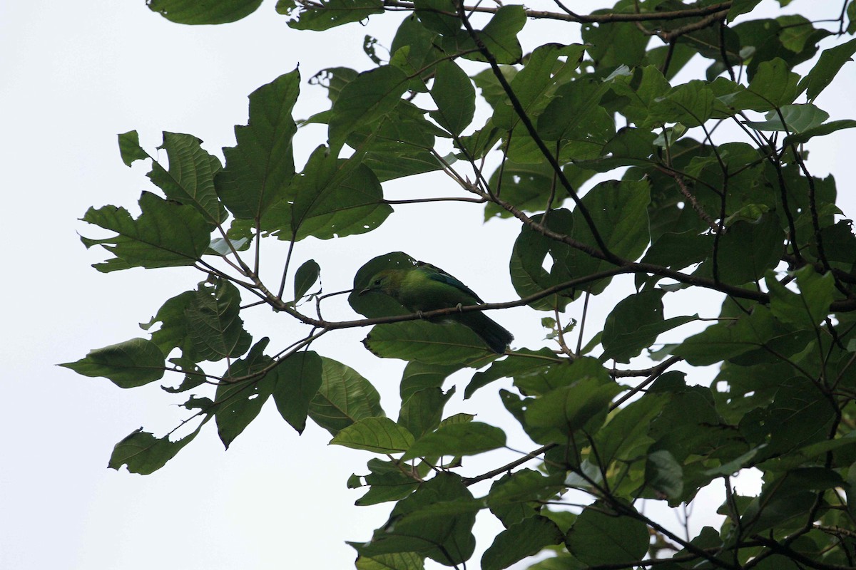 Blue-winged Leafbird - Kian Guan Tay