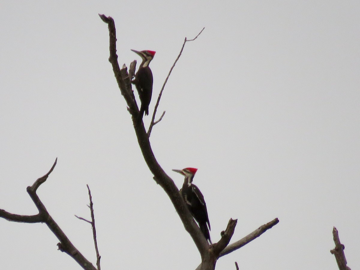 Pileated Woodpecker - Taran Catania