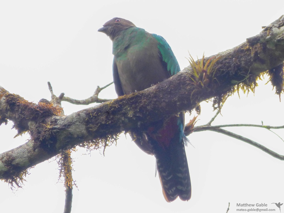 Crested Quetzal - ML98478831