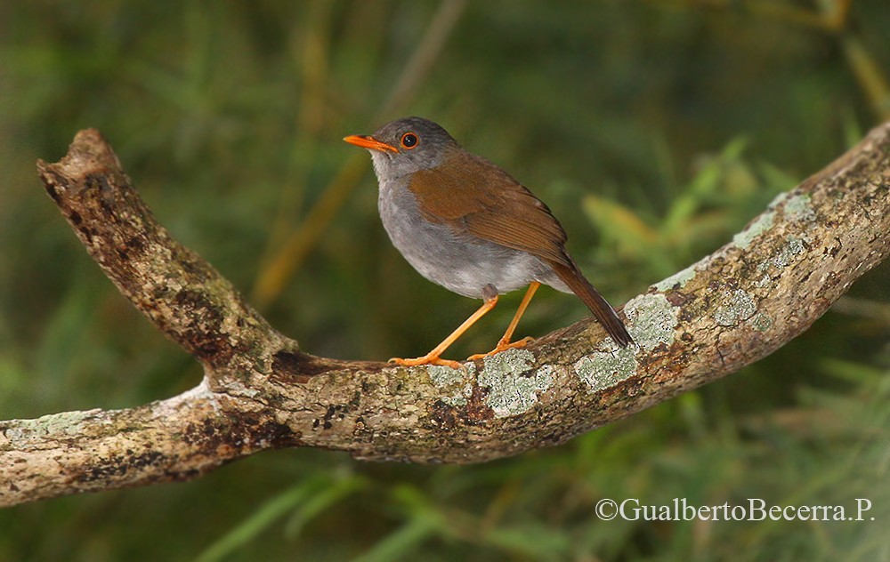 Orange-billed Nightingale-Thrush - Gualberto Becerra