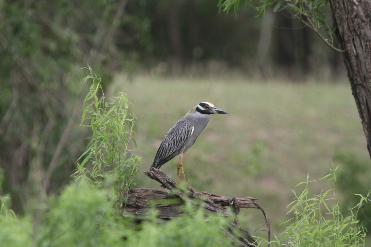Yellow-crowned Night Heron - Skip Cantrell