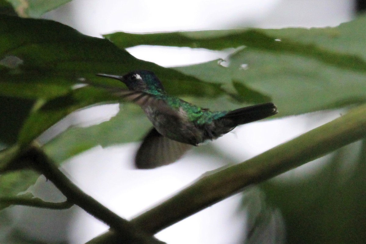 Violet-headed Hummingbird - Paul Heitmann
