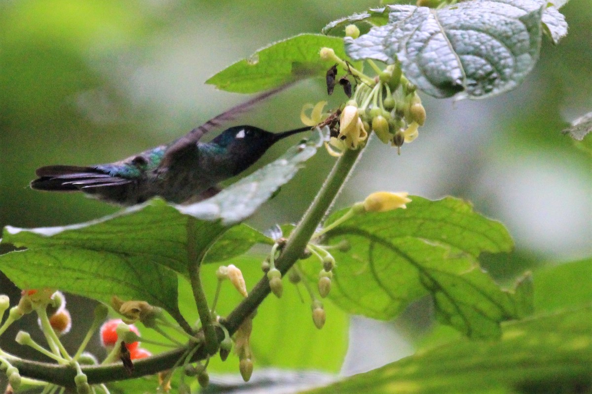Violet-headed Hummingbird - ML98482181