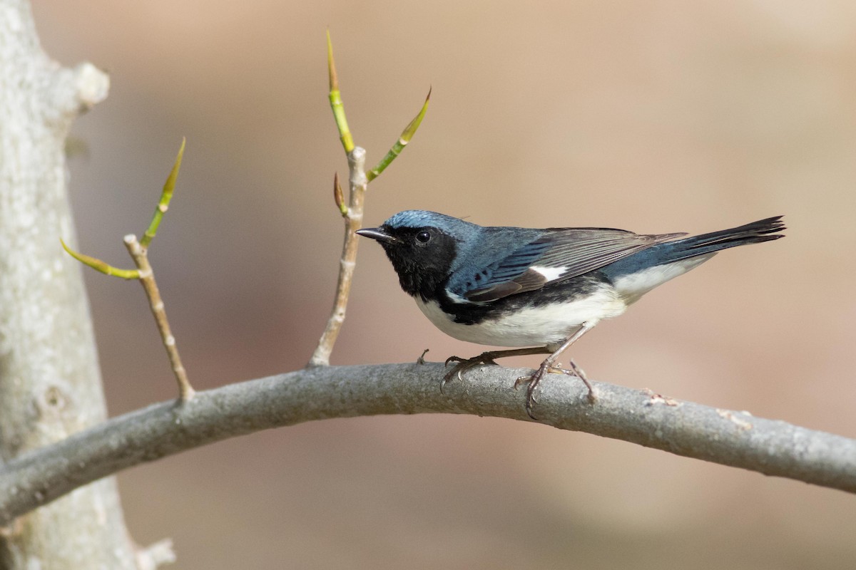 Black-throated Blue Warbler - Noah Frade