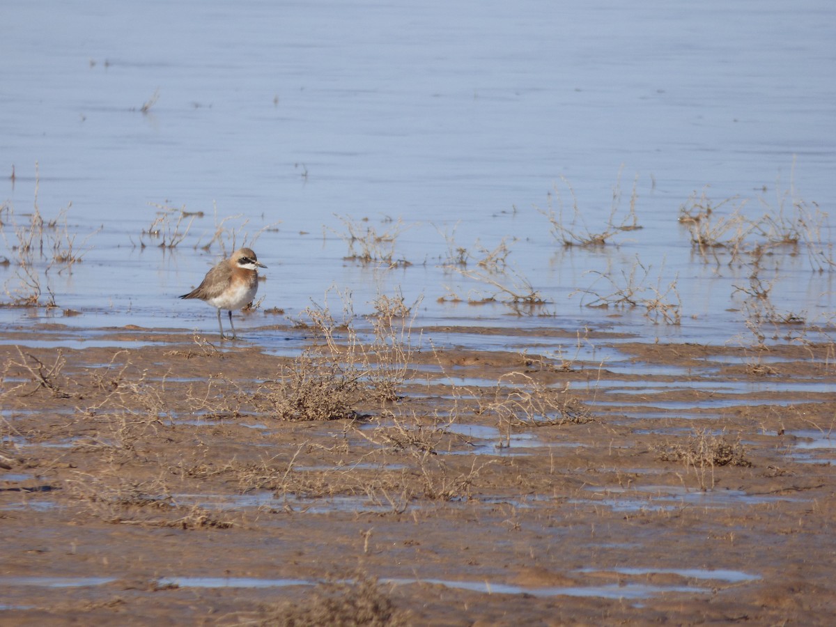 Greater Sand-Plover - Thibaut RIVIERE