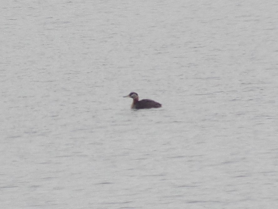 Red-necked Grebe - ML98485931