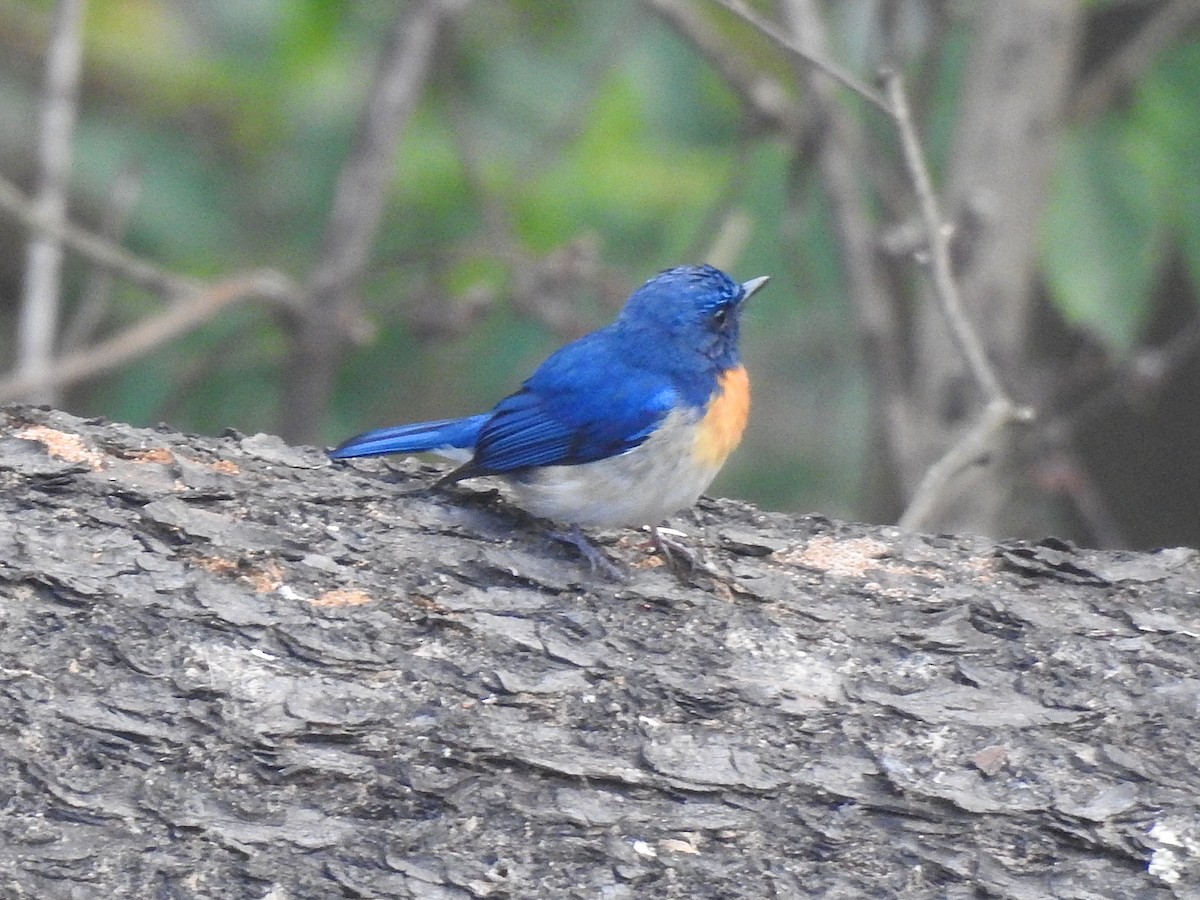 Blue-throated Flycatcher - Shivaprakash Adavanne