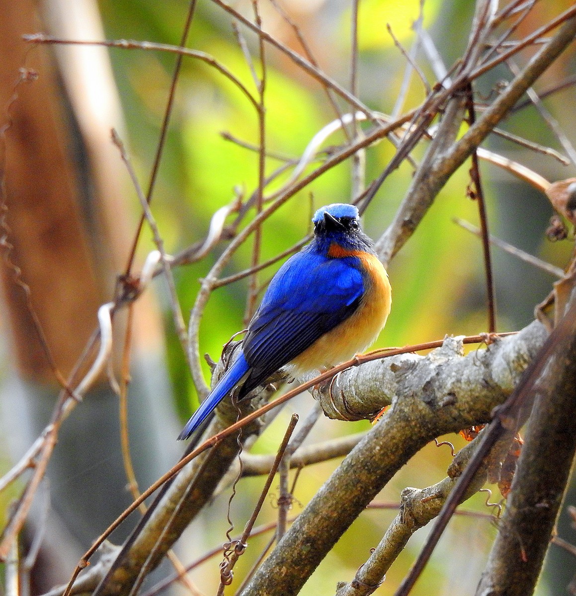 Blue-throated Flycatcher - Shivaprakash Adavanne