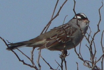 White-crowned Sparrow - William Flack