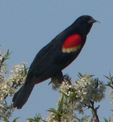 Red-winged Blackbird - ML98489451