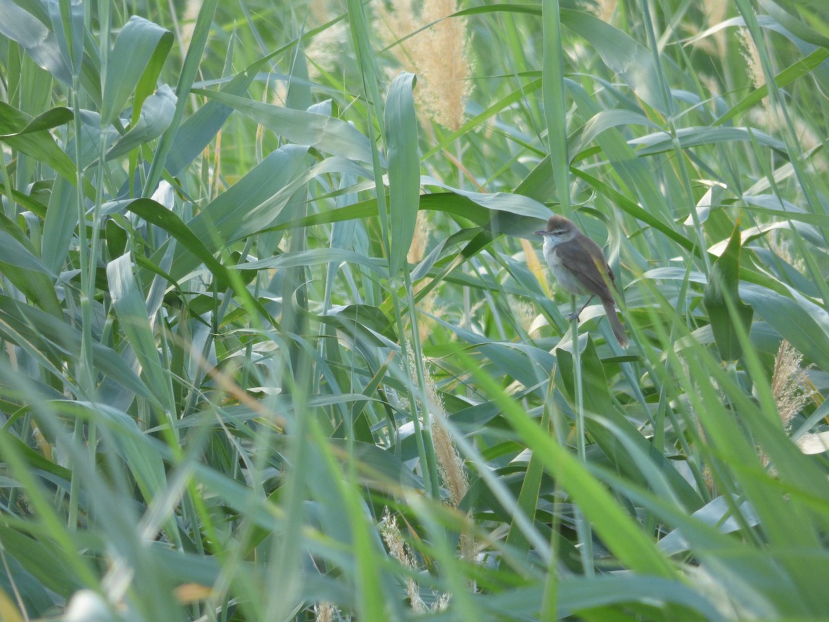 Clamorous Reed Warbler - Thibaut RIVIERE