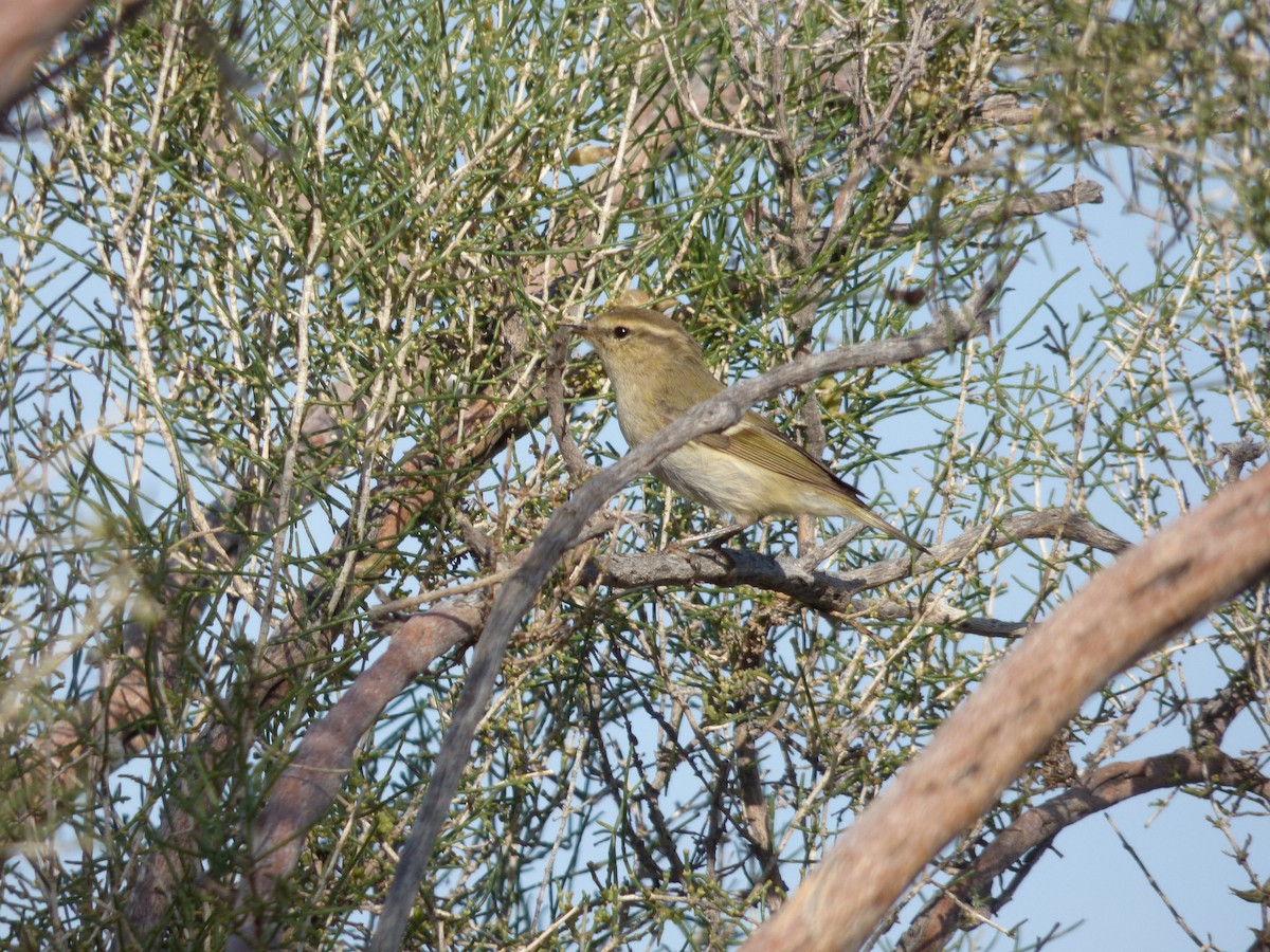 Hume's Warbler - ML98490661
