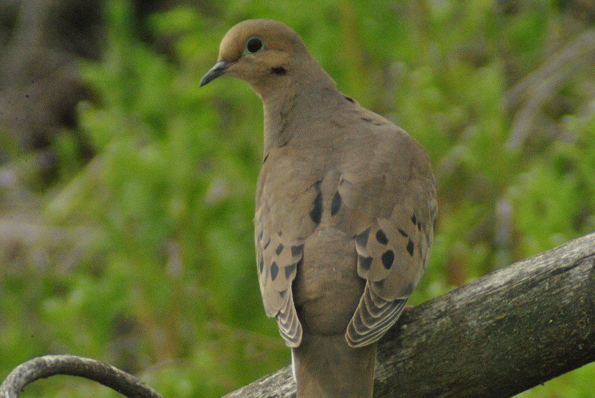 Mourning Dove - Sean Cozart