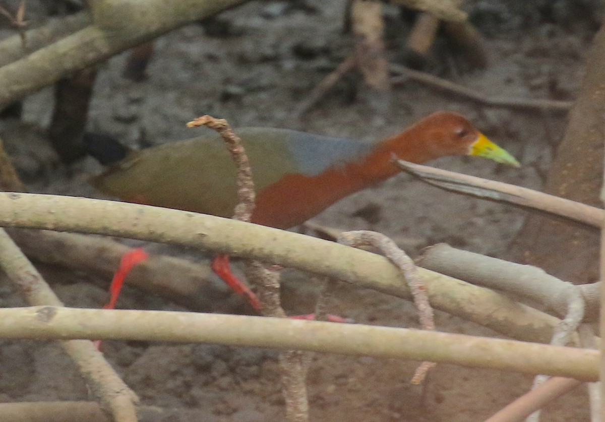 Rufous-necked Wood-Rail - Anonymous
