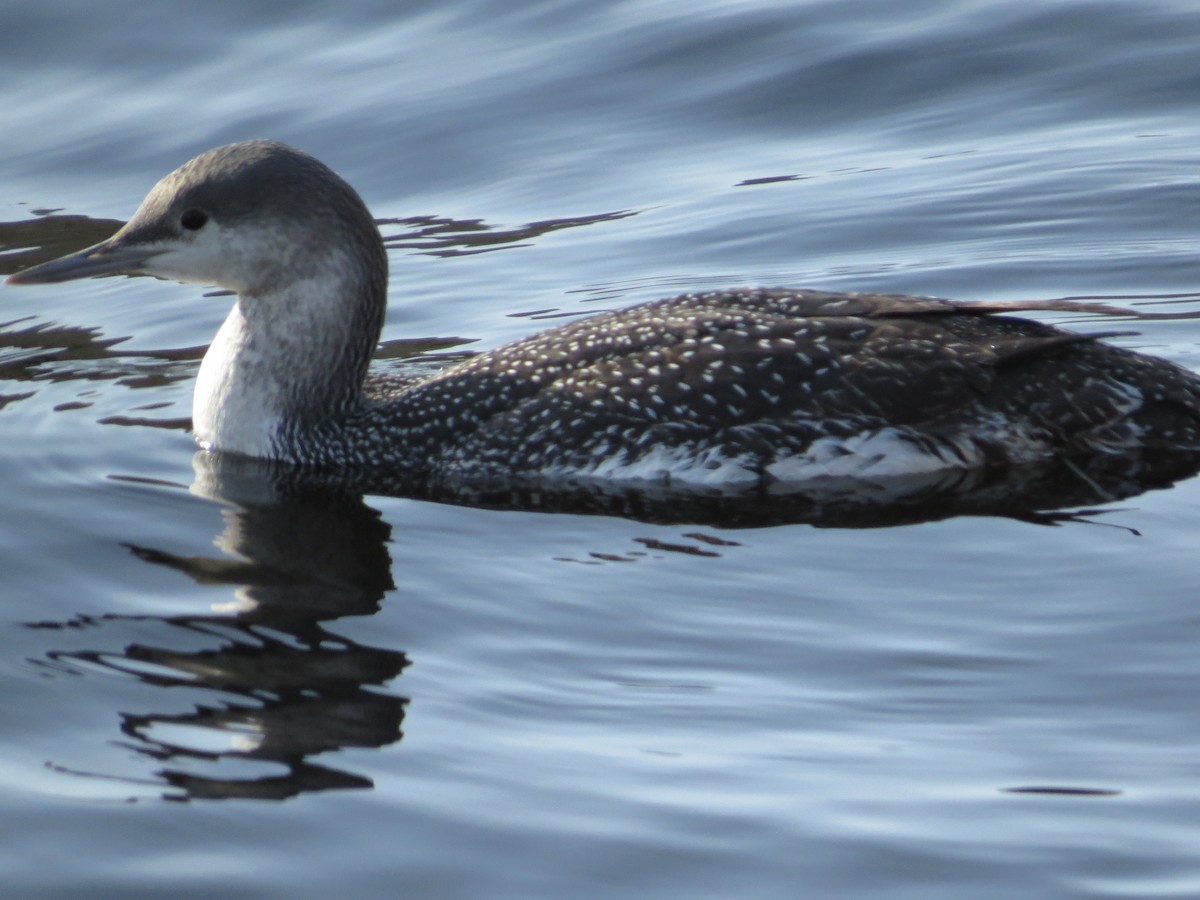Red-throated Loon - ML98493451