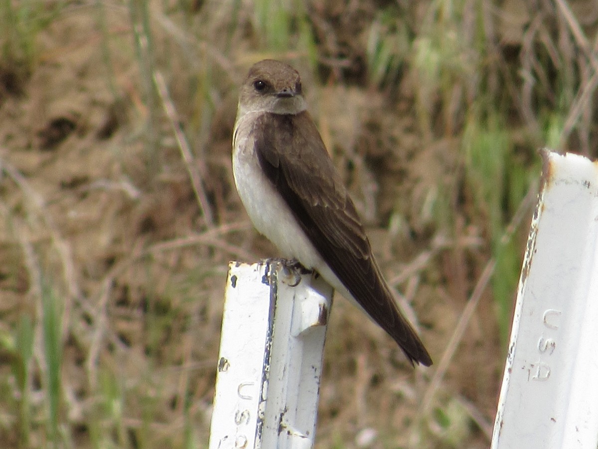 Northern Rough-winged Swallow - Matthew Cozart