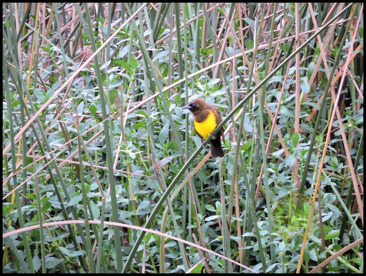 Brown-and-yellow Marshbird - Pedro Rivero