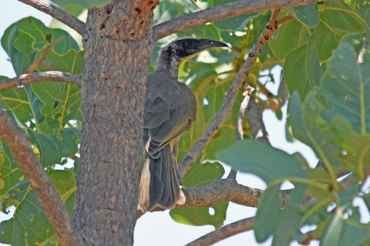Silver-crowned Friarbird - ML98497811