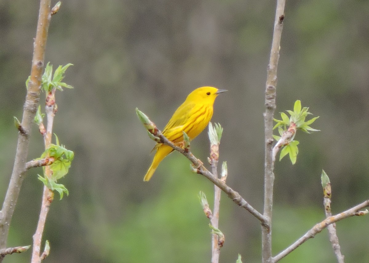 Yellow Warbler - Christopher Dyer