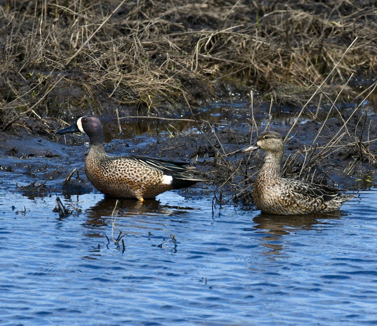 Blue-winged Teal - ML98497921