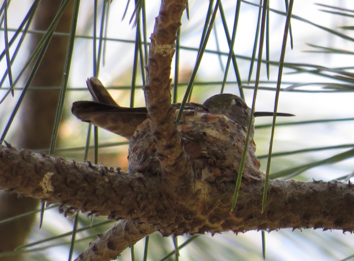 Anna's Hummingbird - ML98501901