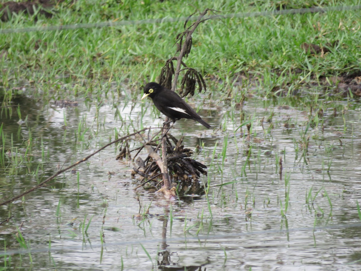 Spectacled Tyrant - ML98502901