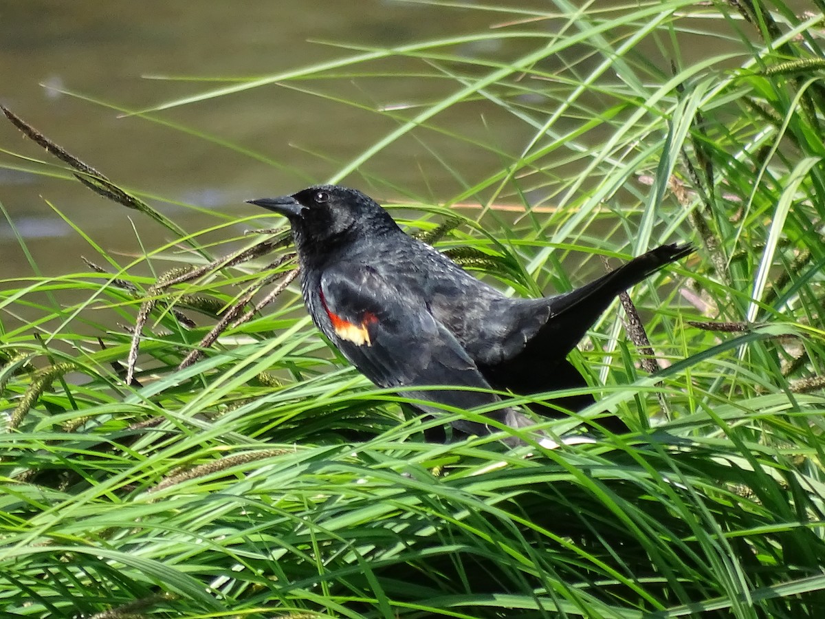 Red-winged Blackbird - ML98503141