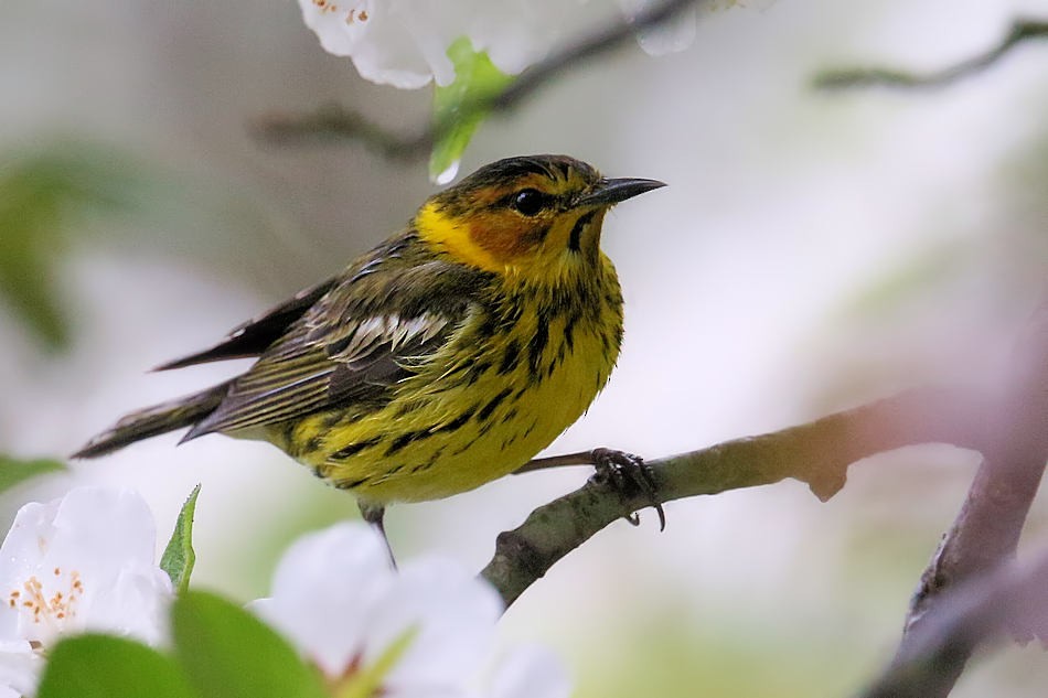Cape May Warbler - Kevin Hoatzin