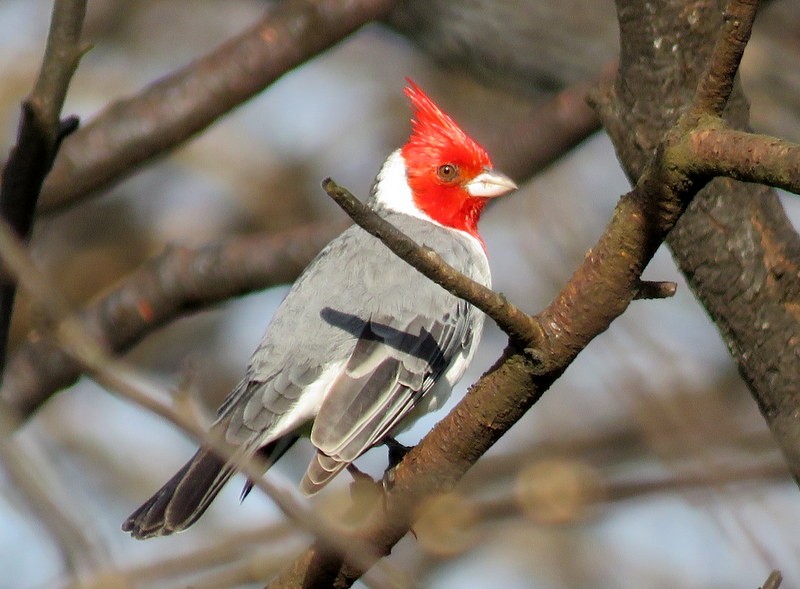 Red-crested Cardinal - ML98504091