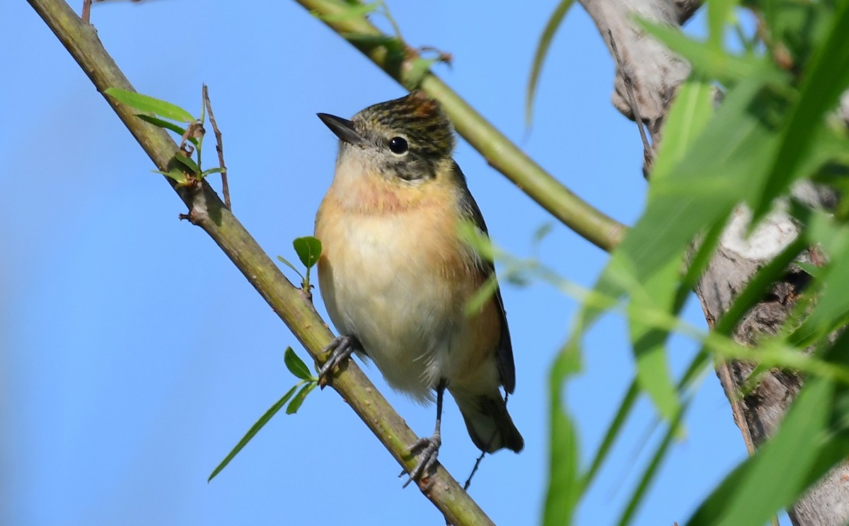 Bay-breasted Warbler - ML98504481