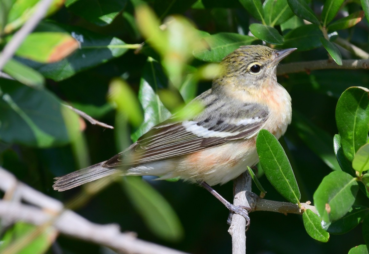 Bay-breasted Warbler - ML98504491