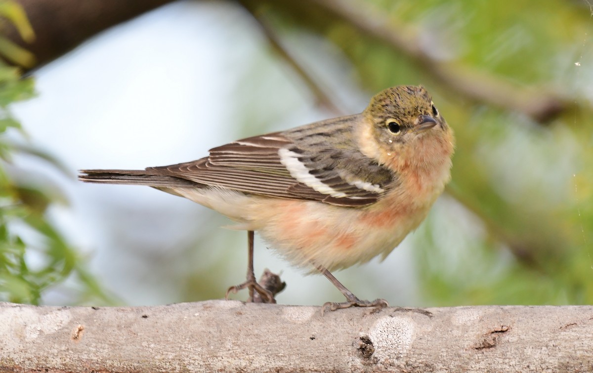 Bay-breasted Warbler - ML98504561