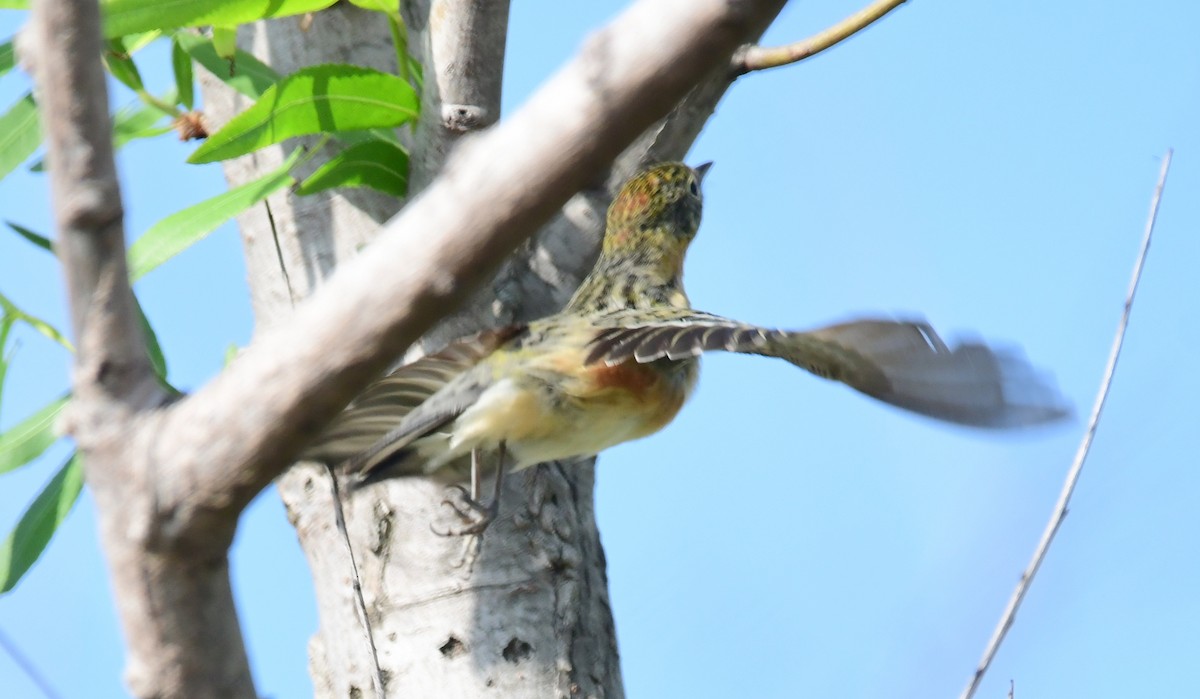 Bay-breasted Warbler - ML98504571