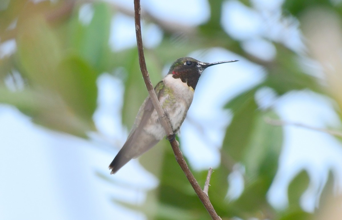 Ruby-throated Hummingbird - ML98504931