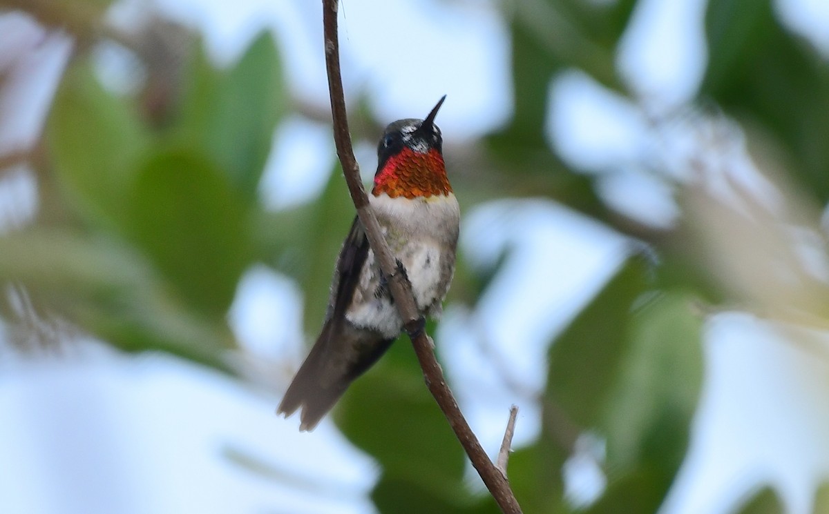 Ruby-throated Hummingbird - ML98504941