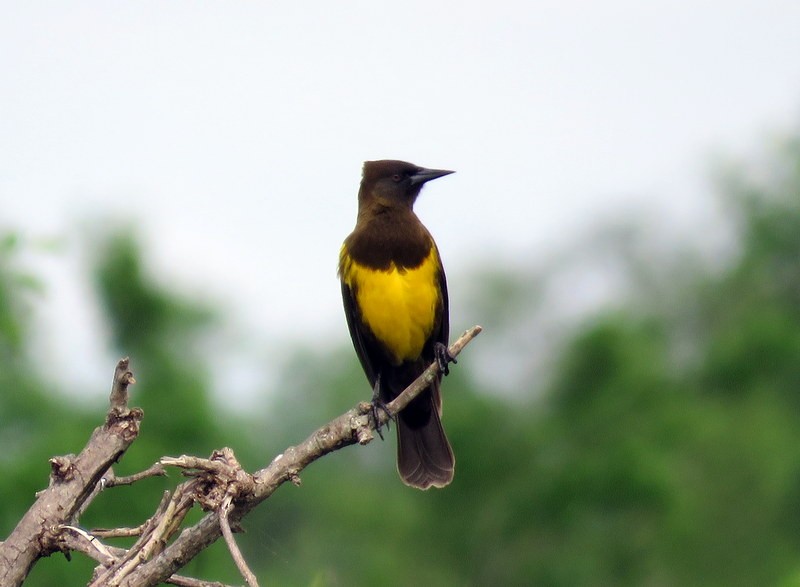 Brown-and-yellow Marshbird - ML98505871