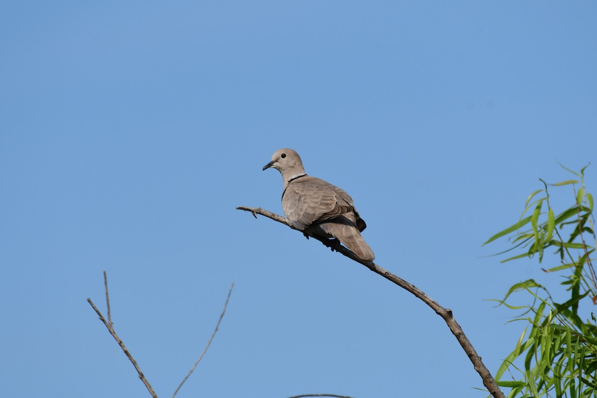 Eurasian Collared-Dove - ML98507821