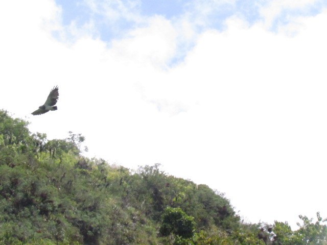Black-chested Buzzard-Eagle - Ricardo Benavides