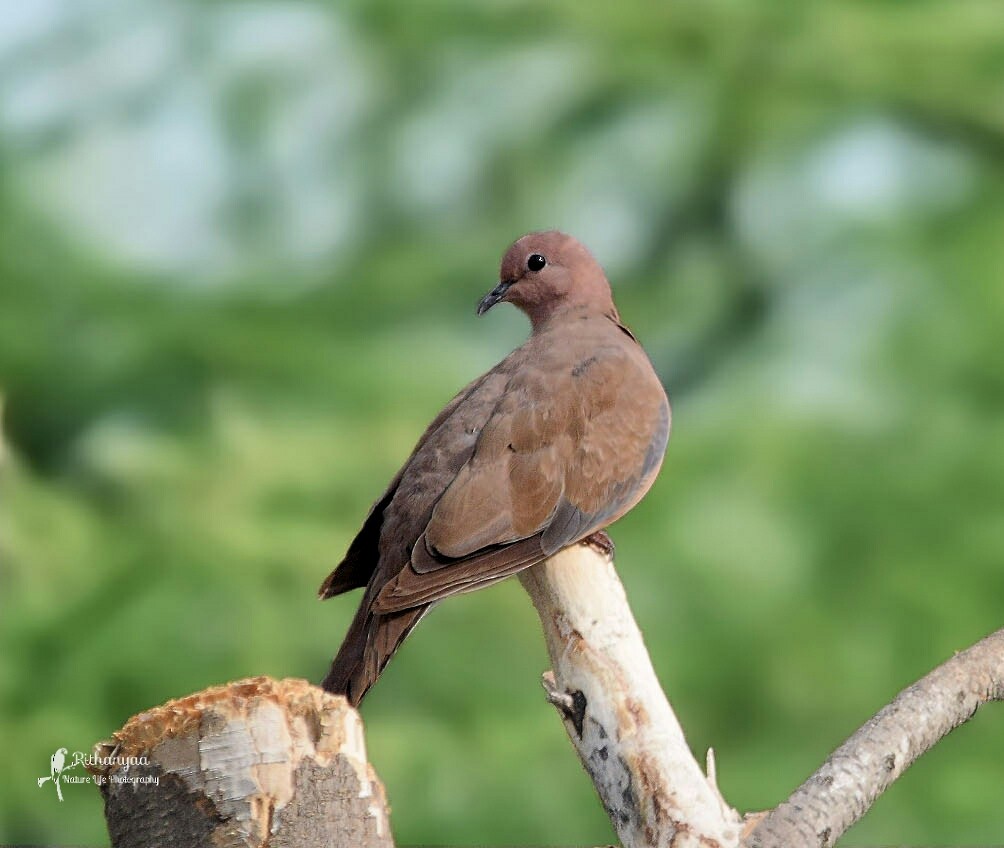 Laughing Dove - ML98509741