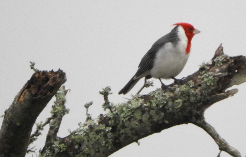 Red-crested Cardinal - ML98510881