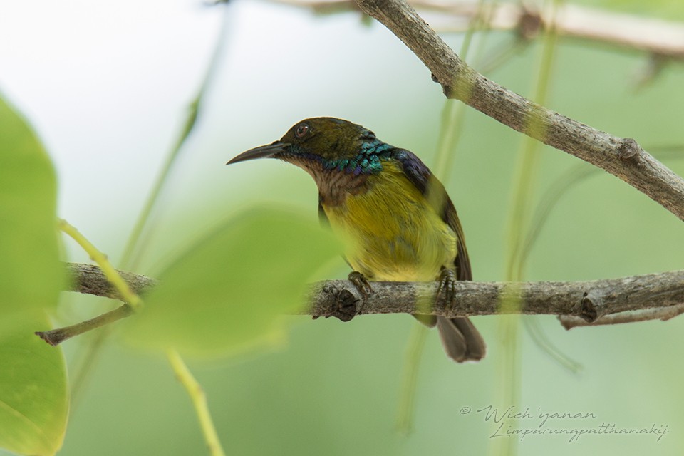 Brown-throated Sunbird - Wich’yanan Limparungpatthanakij