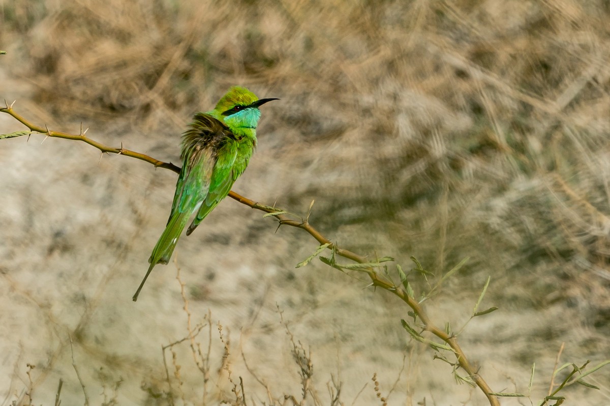 Asian Green Bee-eater - ML98511391
