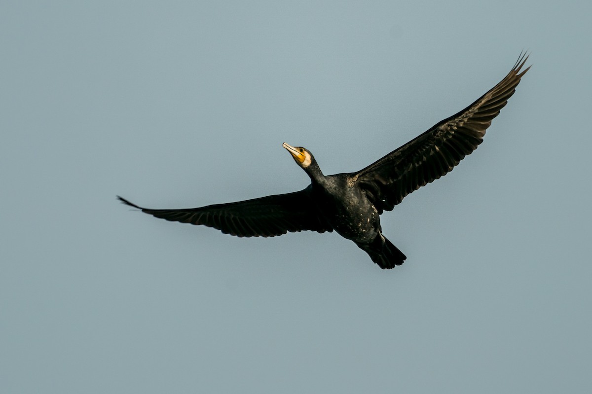 Great Cormorant (Eurasian) - Joao Quental JQuental