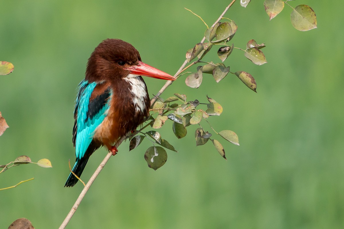 White-throated Kingfisher - Joao Quental JQuental