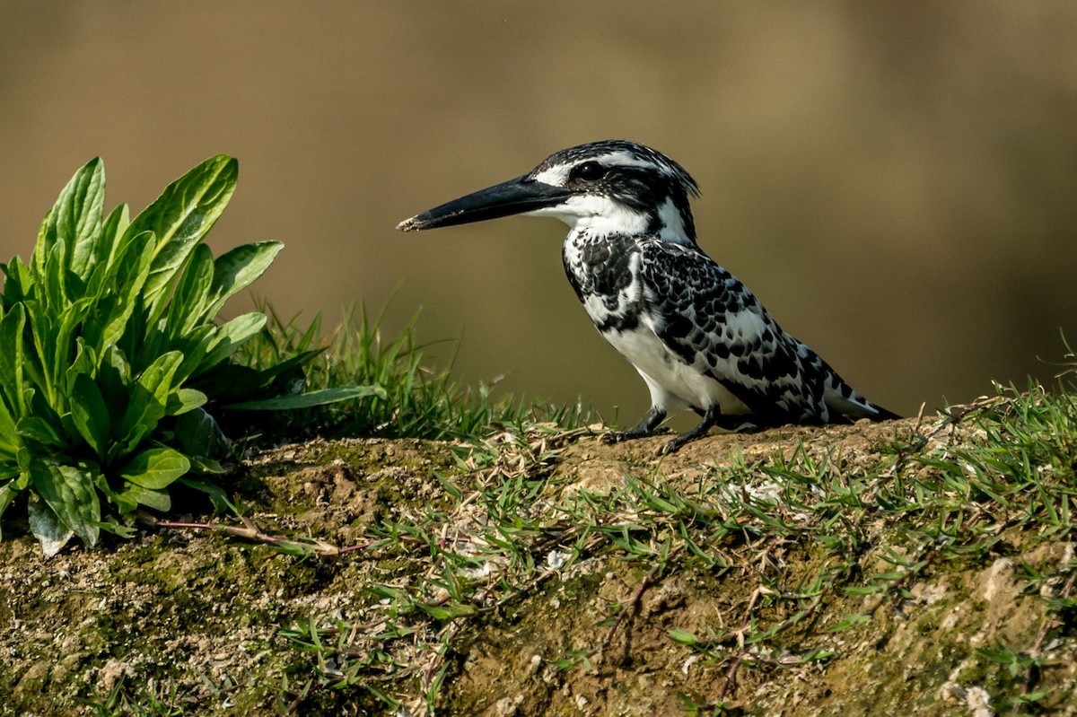 Pied Kingfisher - Joao Quental JQuental